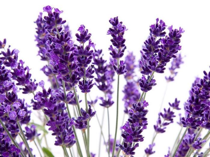 Zusammensetzung der Varicone-Lavendel-Angustifolia-Creme